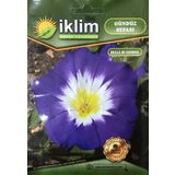 Gündüz Sefası Çiçek Tohumu - Convolvulus Tricolor (~ Takribi 10 Tohum)
