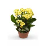 Güneş Renk Canlı Kalonchoe (Kalanşo) Çiçeği Fidanı 10-20 Cm