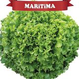 Güneydoğu Topraksız Tarım Maritima Kıvırcık Marul Tohumu Topraksız Tarım 100 Adet