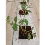 Güneydoğu Topraksız Tarım Ok Damlatıcı Set 5Mm - Mikro Sulama Sistemleri