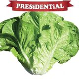 Güneydoğu Topraksız Tarım Presidental Yedi Kule Düz Marul Tohumu 100'Lü Paket(Kaplı Tohum)