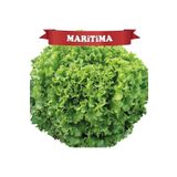 Güneydoğutopraksıztarım Maritima Kıvırcık Marul Tohumu Topraksız Tarım 100 Adet