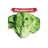GüneyDoğuTopraksızTarımm Presidental Yedi Kule Düz Marul Tohumu 100'lü paket(KAPLI TOHUM)