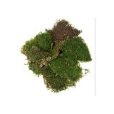 Gurme Bitki Kaya Yosunu 15x15 Cm - Canlı Gerçek Bitki - Doğal Orman Yosun Moss - Dekoratif Teraryum Taban Çimi