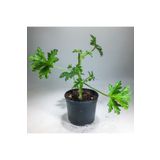 Gurme Bitki Pelargonium Graveolens - Itır Bitkisi Mis Kokulu (8.5 cm Saksıda)