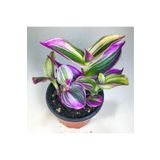 Gurme Bitki Pembe Telgraf Çiçeği Fidanı (8.5 CM SAKSIDA) Tradescantia Nanouk 10-20 Cm