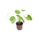 Gurme Bitki Pilea Peperomioides (5.5 Cm Küçük Boy Saksıda)
