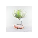 Gurme Bitki Tillandsia Andreana (M) - El Yapımı Standı Ile Hava Bitkisi Airplant
