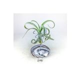 Gurme Bitki Tillandsia Curly Slim Pup (S) - El Yapımı Dekoratif Standı İle Mini Hava Bitkisi Air Plant