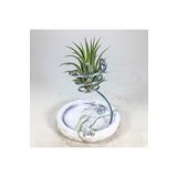 Gurme Bitki Tillandsia Ionantha Green (M) - El Yapımı Dekoratif Standı Ile Hava Bitkisi Airplant