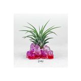 Gurme Bitki Tillandsia Ionantha (M) El Yapımı Mineral Epoksi Stand İle Hava Bitkisi Airplant