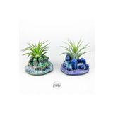 Gurme Bitki Tillandsia Ionantha Pup Mineral Stand (2 Adet) - Yavru Hava Bitkisi Aranjman Air Plant