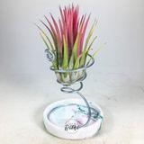 Gurme Bitki Tillandsia Ionantha Rubra (M) - El Yapımı Dekoratif Standı ile Hava Bitkisi Air Plant