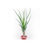 Gurme Bitki Tillandsia Mali Dofitas (L) Caput-Medusae x Bulbosa - Özel Nadir Tür Hava Bitkisi Airplant