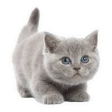 Güzel Gri Cins kedi araba Sticker YApıştırması