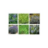 GÜZEL KOKULU BİTKİ SETİ - 6 BİTKİ(Lavanta,Kekik,Biberiye,Melisa,Adaçayı,Lavantin)
