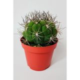 Gymnocalycium Marquezii Büyük Boy Kaktüs 12 cm Kırmızı Saksıda