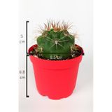 Gymnocalycium Marquezii Kaktüs Büyük Boy 8.5 CM Kırmızı Saksıda