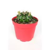 Gymnocalycium Mihanovichii Beyaz Çiçek Veren Kaktüs Büyük Boy Kırmızı Saksıda 8.5 CM
