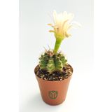 Gymnocalycium Mihanovichii - Çene Kaktüsü - 5.5 cm Saksıda