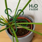 H20 Farm Bitki Gövde Destek ve Sabitleme Klipsi | Dikey Büyüme Için Pratik Bitki Tutucu (4'lü Set) - 4 Adet