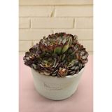 haan garden Echeveria Bolognese Rose