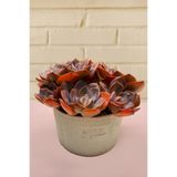 haan garden Echeveria Cassyz