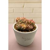 haan garden Echeveria Mebina Variegata