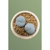 haan garden Lithops SSP