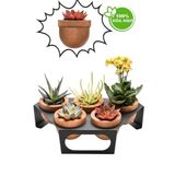 Halohope Metal Stantlı 5'Li Skulent Saksısı Siyah Saksılık