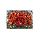 Hamile Marketim Tarladan Taze Çilek 500Gr (Serasız)