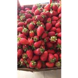 Hamile Marketim Taze Çilek Tarla)500 Gr