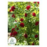 handanca Sarmaşık Kırmızı Gül Fidanı 1 ADET Saksılı/Tüplü 50-80Cm (Red Rose) Bahçe Bitki