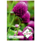 Hanım Düğmesi (gomphrena Globosa) Çiçek Tohumu 20 Adet