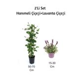 Hanımeli Çiçeği+ Lavanta Çiçeği 2'li Set Dış Mekan Bitkisi, BTSNU1202015