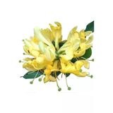 Hanımeli Fidanı Fidesi 10-20 Cm