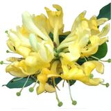 Hanımeli Lonicera Periclymenum Fidanı 10-20 Cm
