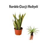 Harika Görünümlü Sarı Renkli Paşa Kılıcı Bitkisi Sevgililer Gününe Özel Kurdele Çiçeği Hediyeli, SRD30012025BYB878