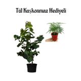 Harika Kokulu Mor Leylak Fidanı Kadınlar Gününe Özel Tül Kuşkonmaz, SRD30012025BYB833