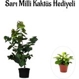 Harika Kokulu Mor Leylak Fidanı Sevgililer Gününe Özel Sarı Milli Kaktüs Hediyeli