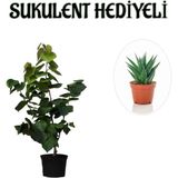 Harika Kokulu Mor Leylak Fidanı Sevgililer Gününe Özel Sukulent Hediyeli