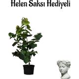 Harika Kokusuyla Mor Leylak Fidanı Sevgililer Gününe Özel Helen Saksı Hediyeli