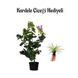Harika Kokusuyla Mor Leylak Fidanı Sevgililer Gününe Özel Kurdele Çiçeği Hediyeli, SRD30012025BYB834