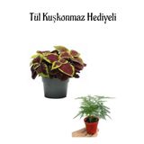 Harika Renkli Yaprak Güzeli Çiçeği Anneler Gününe Özel Tül Kuşkonmaz Hediyeli, BTS001NA2605