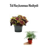 Harika Renkli Yaprak Güzeli Çiçeği Anneler Gününe Özel Tül Kuşkonmaz Hediyeli, SRD30012025BYB673