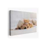 Harita Sepeti Golden Köpek İle Uyuyan Yavru Kedi Dekoratif Kanvas Tablo 1176 150 X 255 Karışık Hs-1176