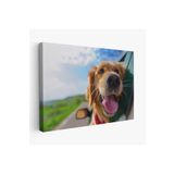 Harita Sepeti Köpek Dekoratif Kanvas Tablo 1130 35 X 50 Karışık Hs-1130