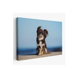 Harita Sepeti Küçük Köpek Dekoratif Kanvas Tablo 1157 150 X 255 Karışık Hs-1157