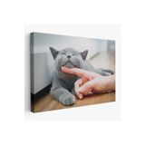 Harita Sepeti Sevimli Kedi Dekoratif Kanvas Tablo-6505 35 X 50 Karışık Hs-6505