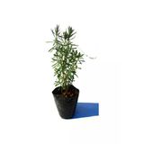 Haşare Kovucu Lavanta Çiçeği Fidanı 10-20 Cm